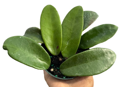 Meliflua